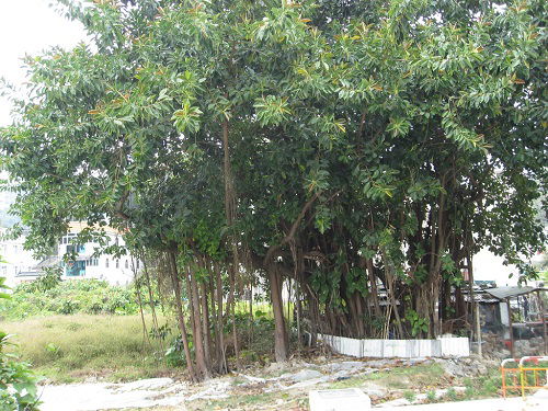 Ficus elastica (Rubber Fig, Rubber Tree, Rubber Plant, Indian Rubber Tree)