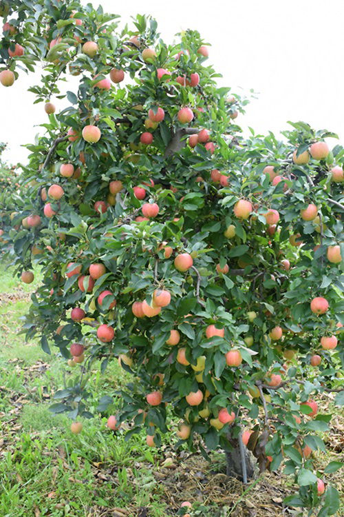 Texas's Finest Apple Tree Varieties