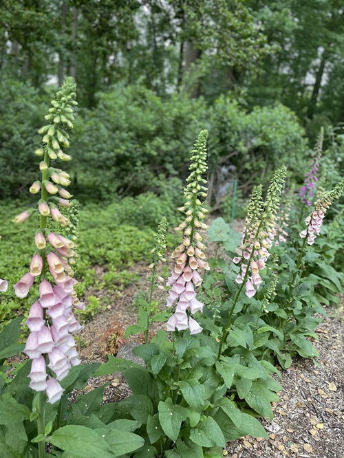 Minnesota's Toxic Plants