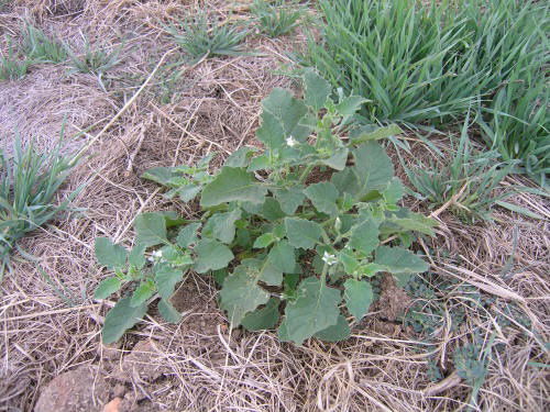 Common Weeds Found in the USA