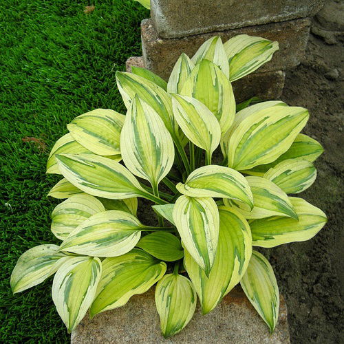 Beautiful Variegated Hosta Varieties 3