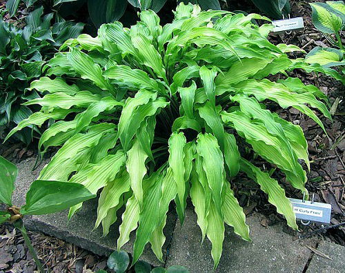 Variegated Hosta Varieties 4