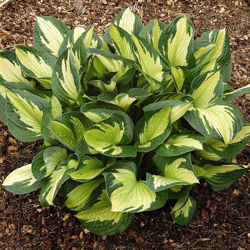 Wonderful Variegated Hosta Varieties 3