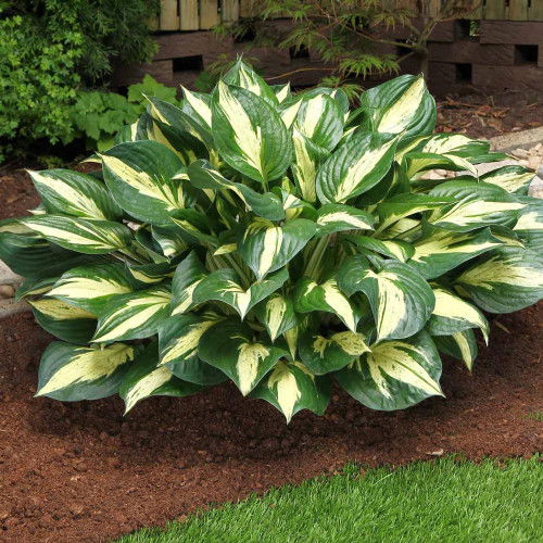 Beautiful Variegated Hosta Varieties 4