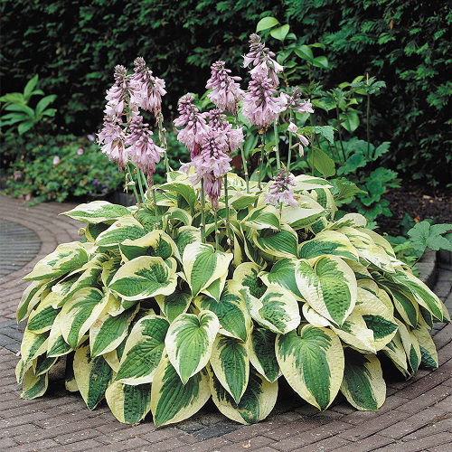 Wonderful Variegated Hosta Varieties 1