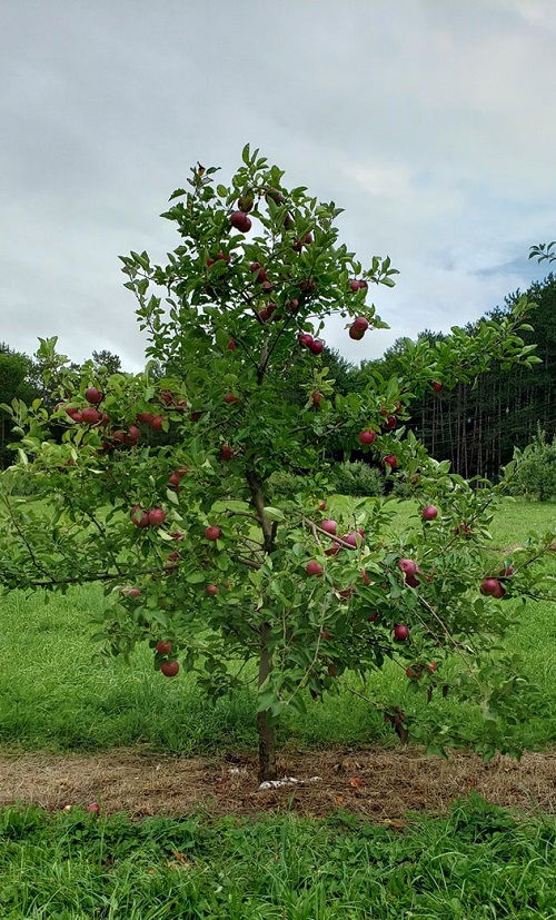 best apple tree varieties to grow in Texas 5