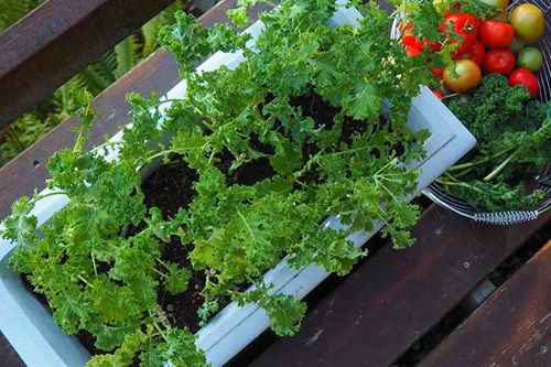 best Vegetables to Plant This September in Pots for Fall Harvest