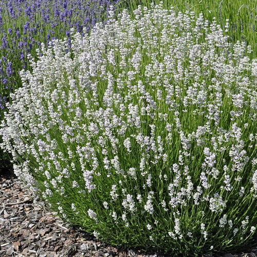 Lavandula x intermedia 'Edelweiss' lavender in garden