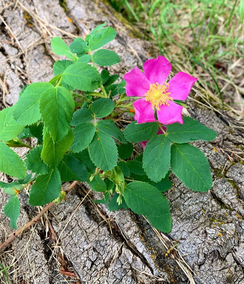 Tricks to Grow Thornless and Less Prickly Roses