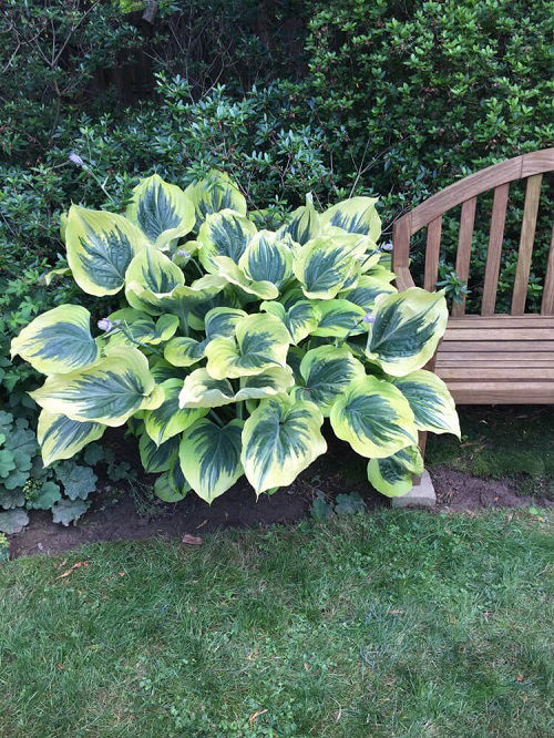 Best Variegated Hosta Varieties 1