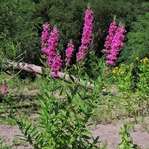 The Most Attractive Weeds for Pollinators