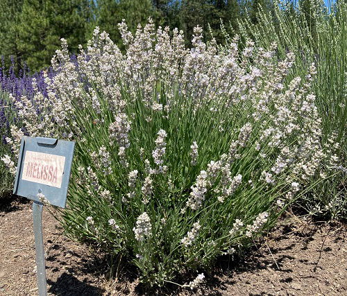 11 Most Fragrant Lavender Varieties | Balcony Garden Web