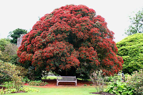 red flowers rata tree in garden