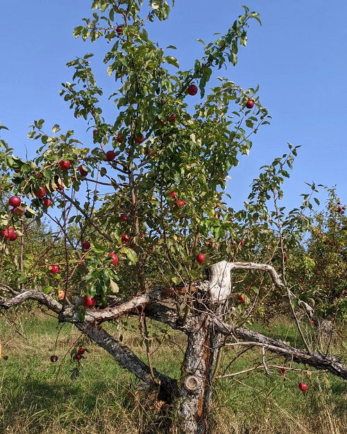 best apple tree varieties to grow in Texas 6