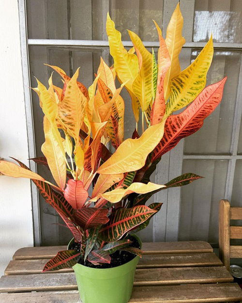 best Tall Croton Varieties for Indoor Statements