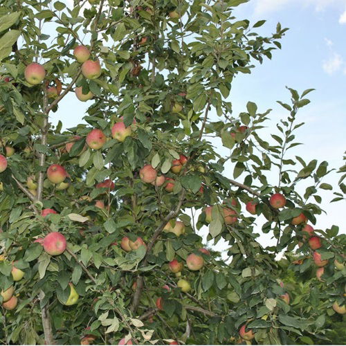 Amazing Best Apple Tree Varieties to Grow in Texas