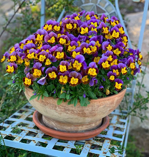 amazing Hardy Annuals to Plant in Fall for Flowers Next Year