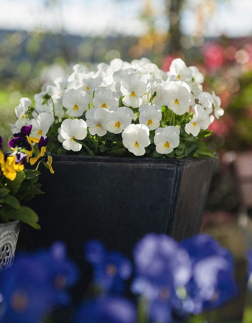 Pansy ‘Admire Cream’