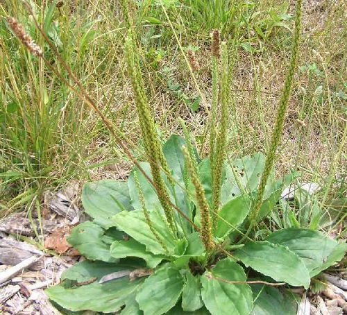 broadleaf plantain weed in garden