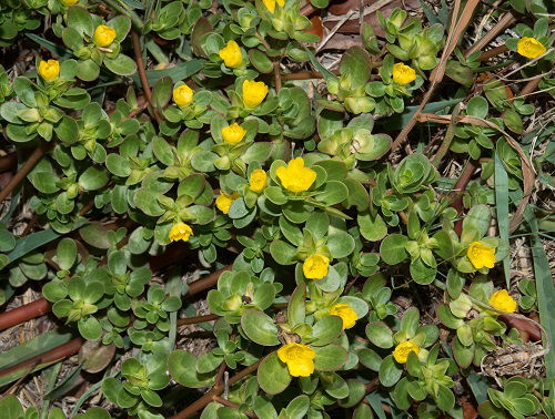 purslane weed in garden