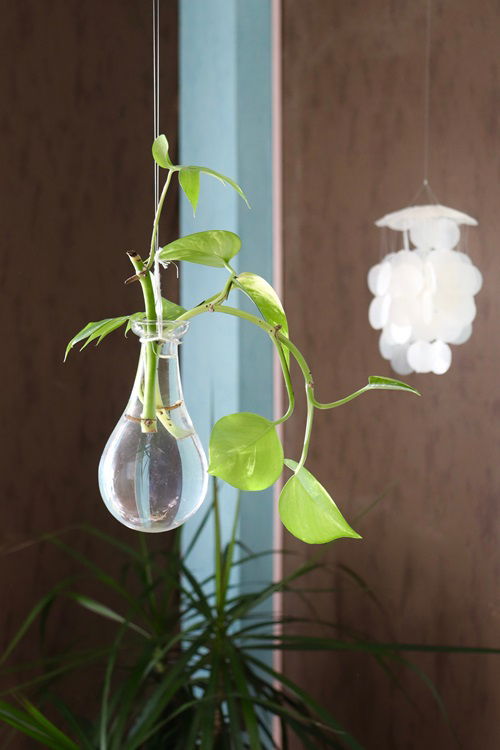 Pothos in water DIY projects 5