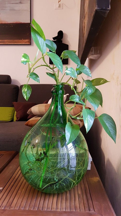 Pothos in water ideas 3