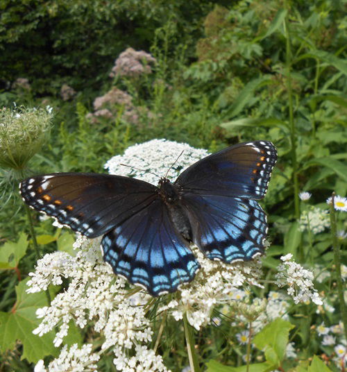 Amazing Weeds That Attract Most Pollinators