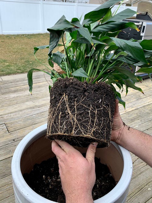 repotting plant to insulating pot