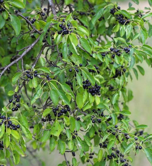 Minnesota's Poisonous Plant List