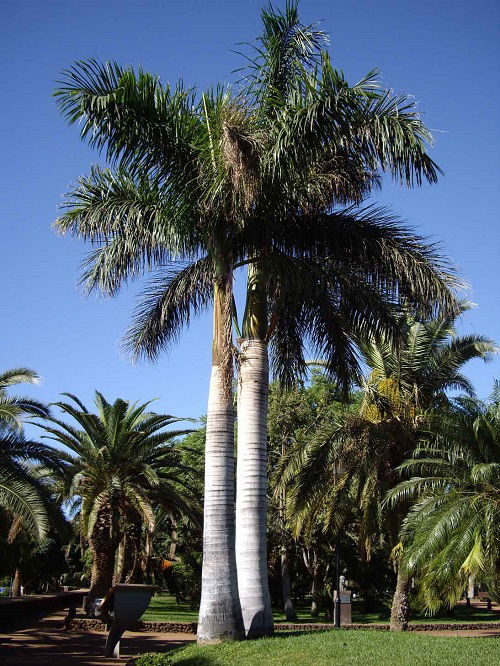 Roystonea regia royal palm tree in garden