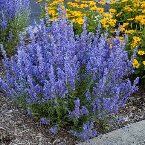 russian sage for fall garden