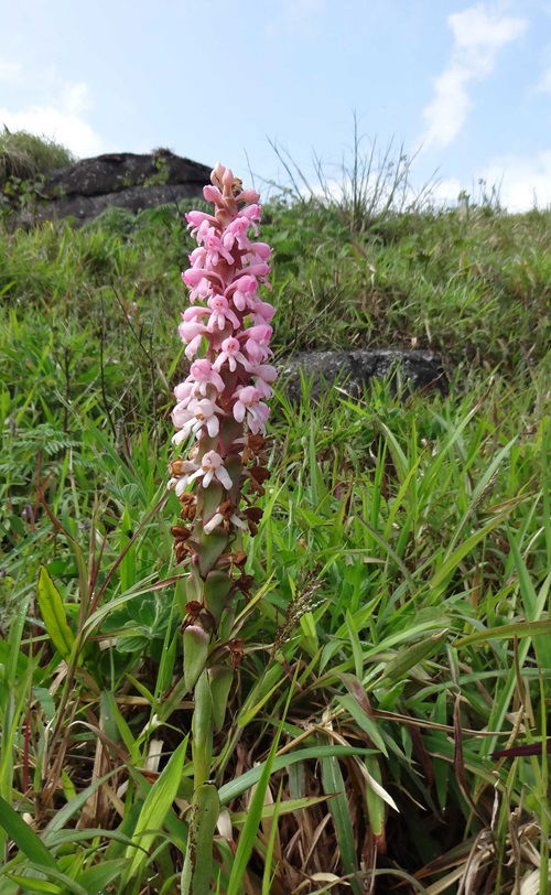 Edible Orchids and Their Uses