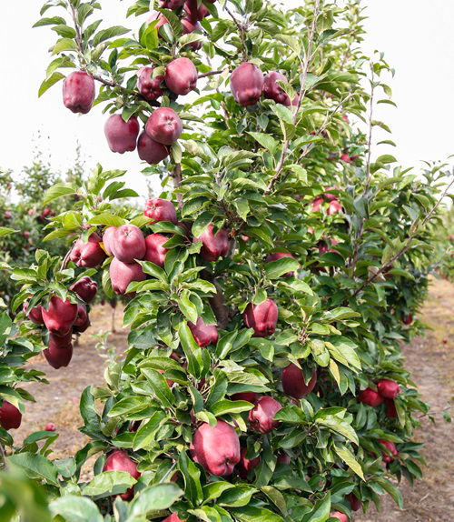 Apple Tree Varieties to Grow in Texas