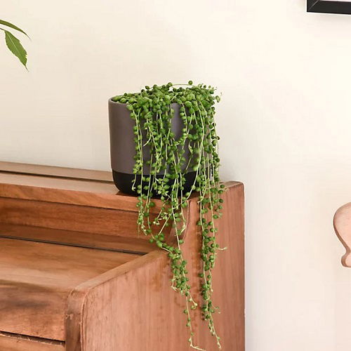 String Of Pearls Planting Style tips 1