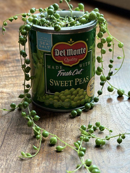 Styling tips for string of pearls