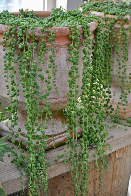 string of pearls indoor