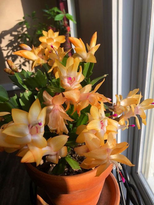 How to Make Thanksgiving Cactus Bloom on Time