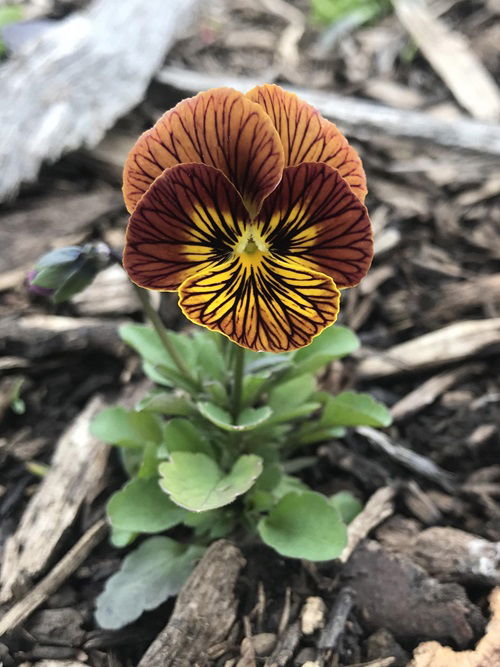 Winter Pansy Varieties