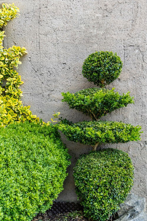 Creativity Display Through Topiaries