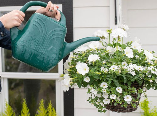 Best Ways to Water Plants in Hanging Baskets