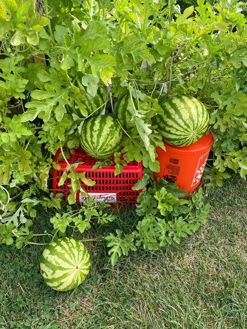 Watermelon Growing Tips