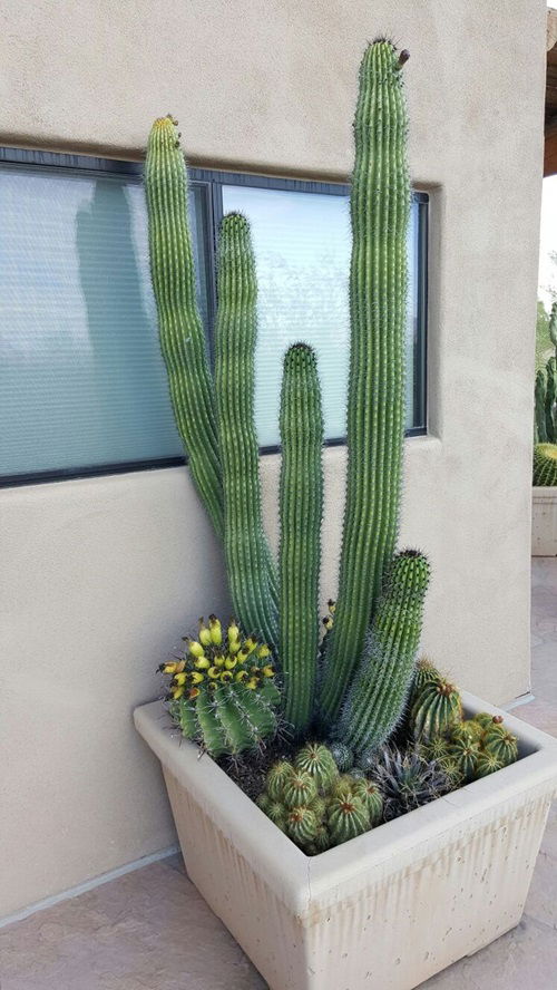 What Does a Cactus Symbolize