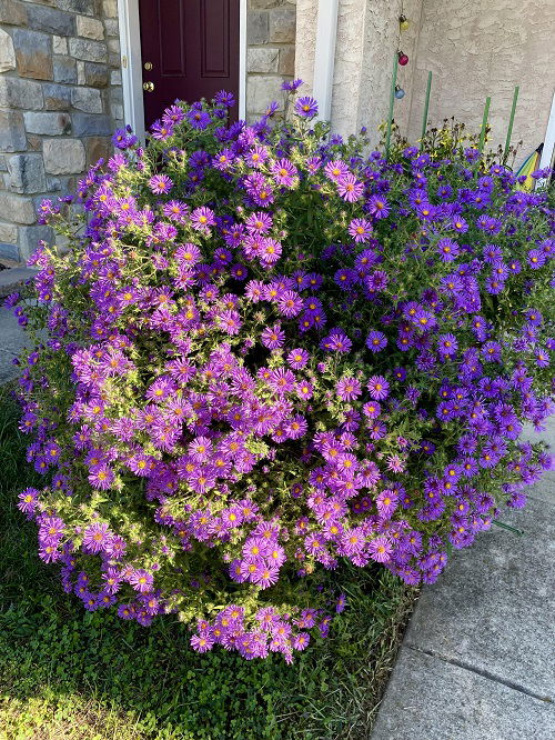 aster flowers in full bloom