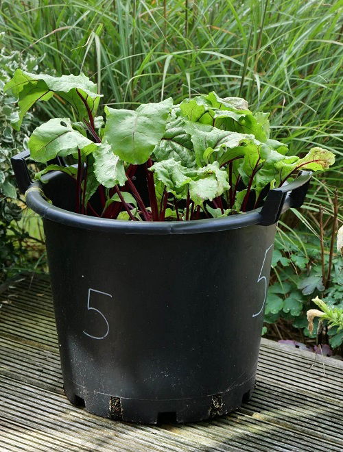 how to grow beets in pot