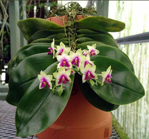 most fragrant orchid varieties 1