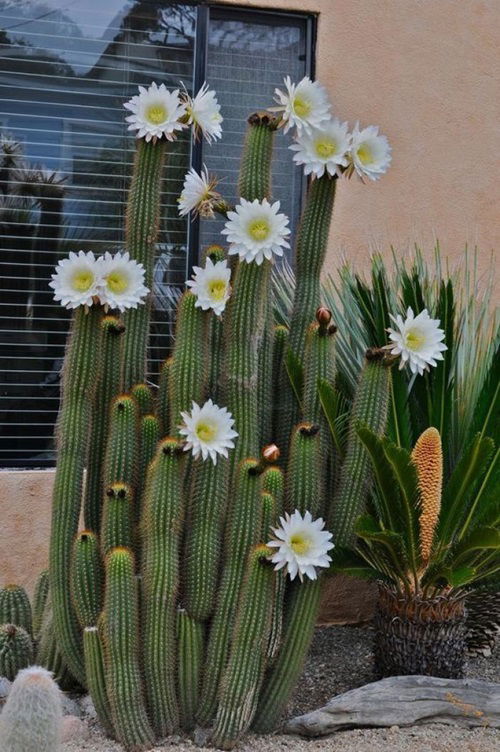 Cactus Flower Meaning