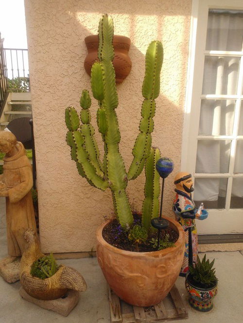 Cactus Plant Meaning in Different Cultures