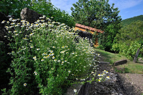 Create a Chamomile Border for These Reasons 1