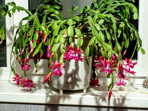 Things To Do With Christmas Cactus in August For More Flowers