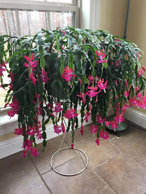 Tricks To Force Your Christmas Cactus To Bloom Early